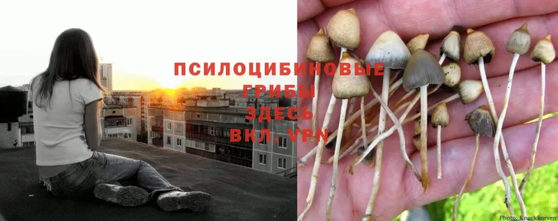 Псилоцибиновые грибы Psilocybe  где найти   Электросталь 